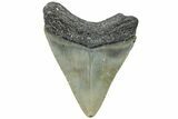 Juvenile Megalodon Tooth - North Carolina #308594-1